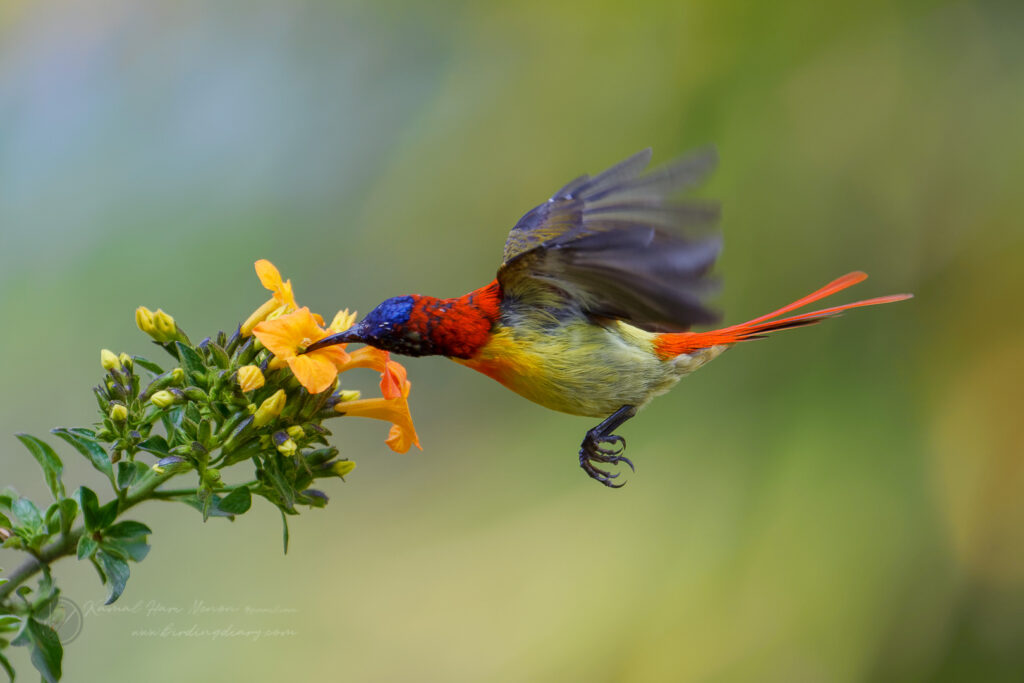 Fire-tailed Sunbird (Aethopyga ignicauda) (16)