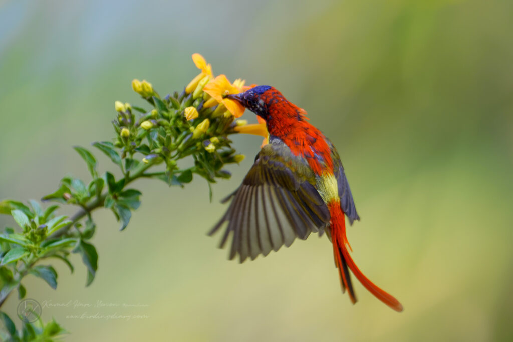 Fire-tailed Sunbird (Aethopyga ignicauda) (17)