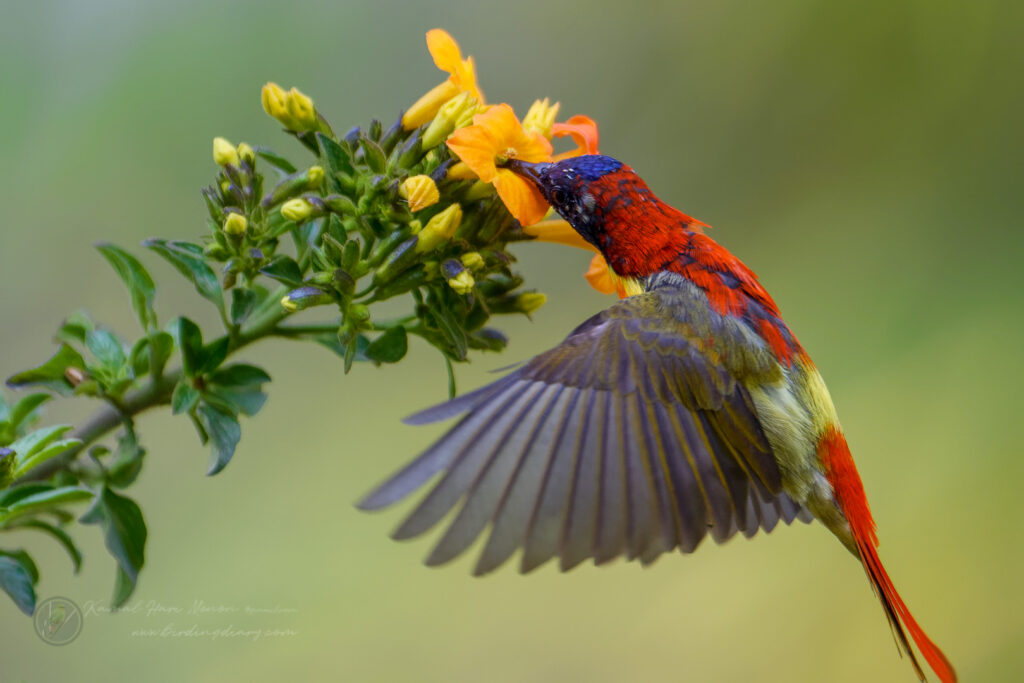 Fire-tailed Sunbird (Aethopyga ignicauda) (18)