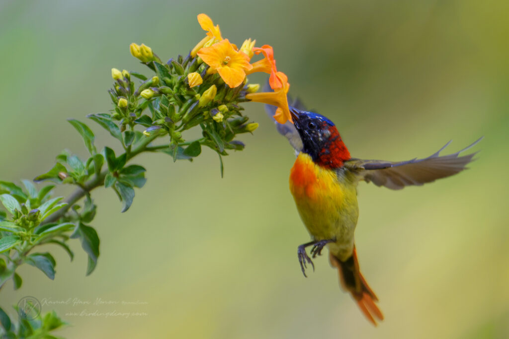 Fire-tailed Sunbird (Aethopyga ignicauda) (19)