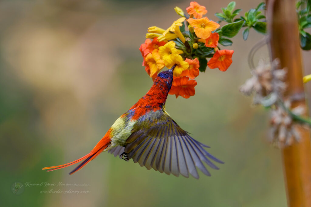 Fire-tailed Sunbird (Aethopyga ignicauda) (2)