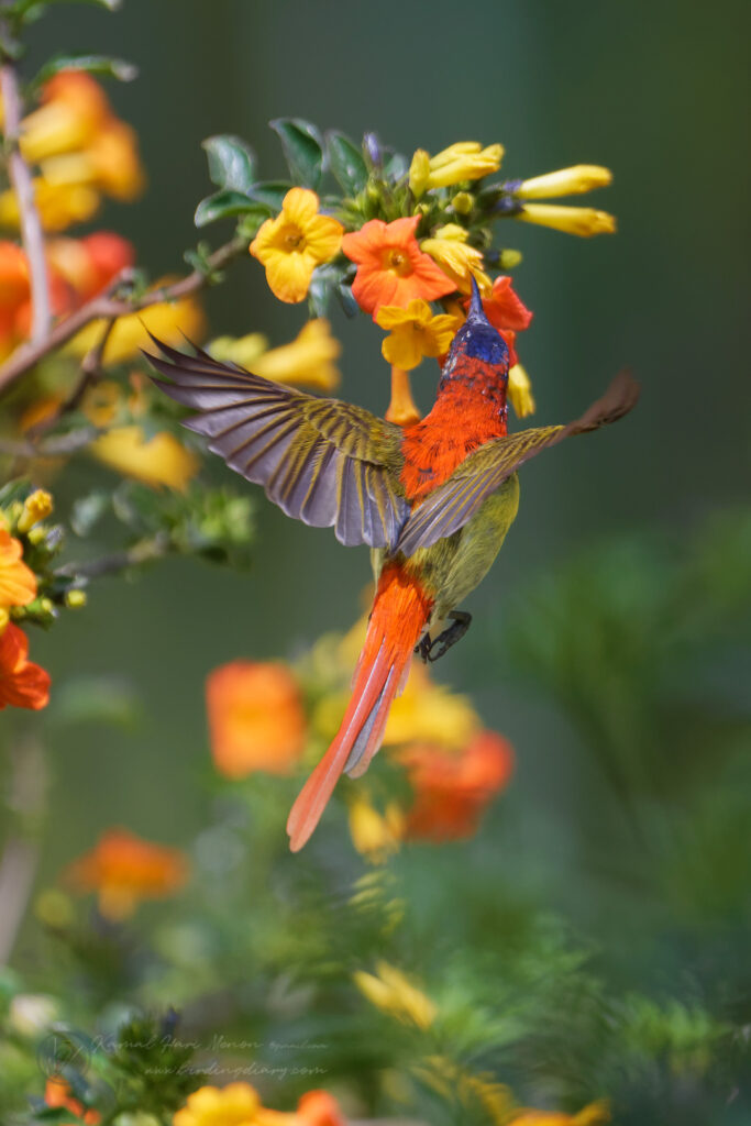 Fire-tailed Sunbird (Aethopyga ignicauda) (20)