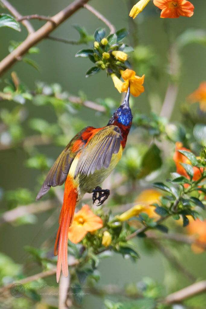 Fire-tailed Sunbird (Aethopyga ignicauda) (21)