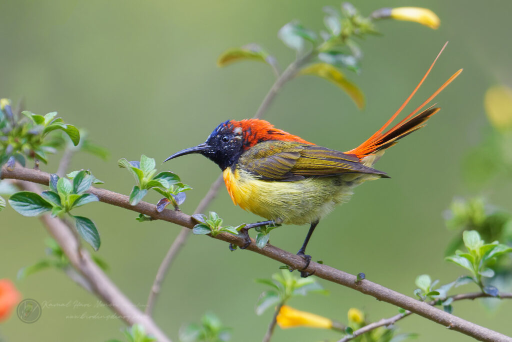 Fire-tailed Sunbird (Aethopyga ignicauda) (22)