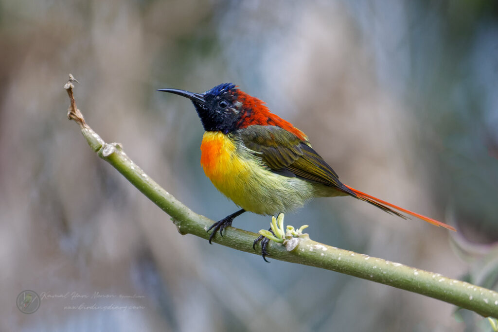 Fire-tailed Sunbird (Aethopyga ignicauda) (23)