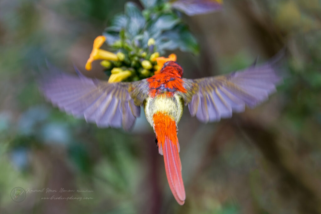 Fire-tailed Sunbird (Aethopyga ignicauda) (3)