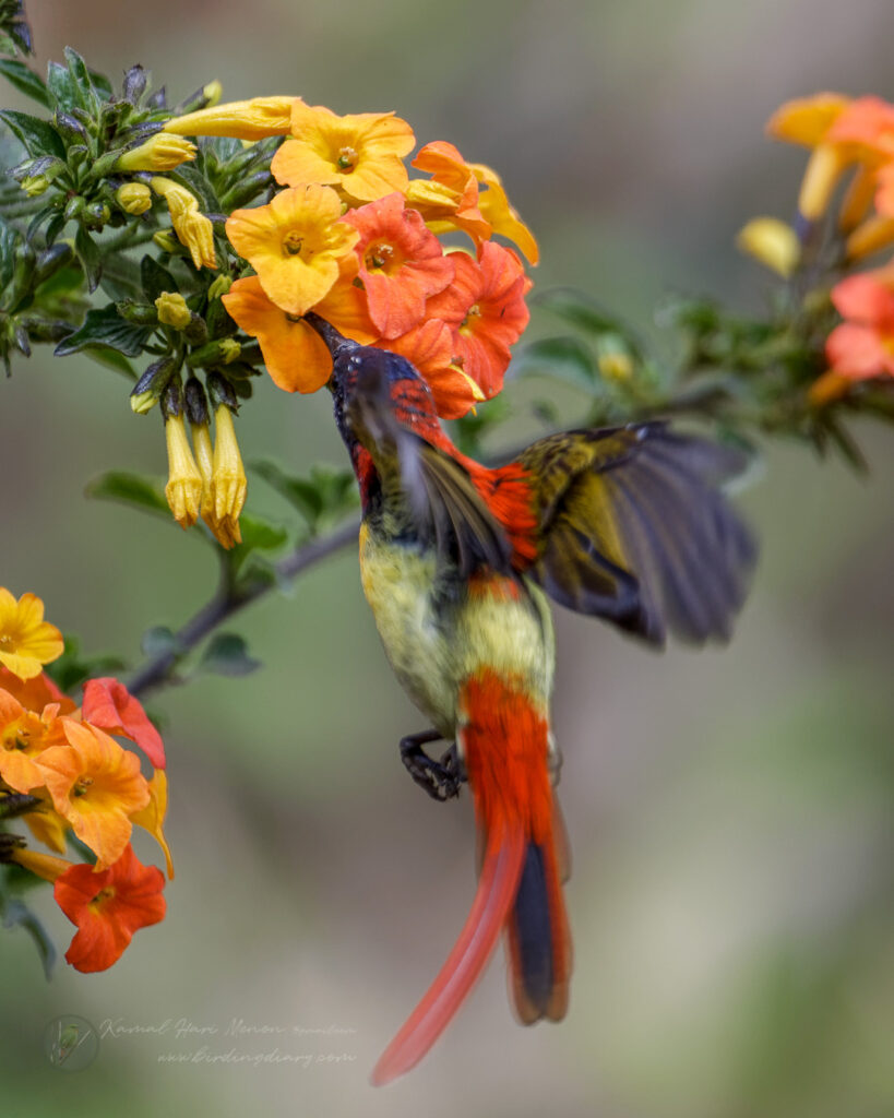 Fire-tailed Sunbird (Aethopyga ignicauda) (4)