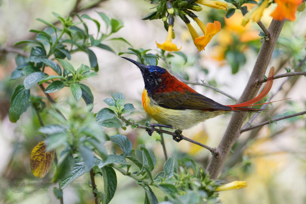 Fire-tailed Sunbird (Aethopyga ignicauda) (5)