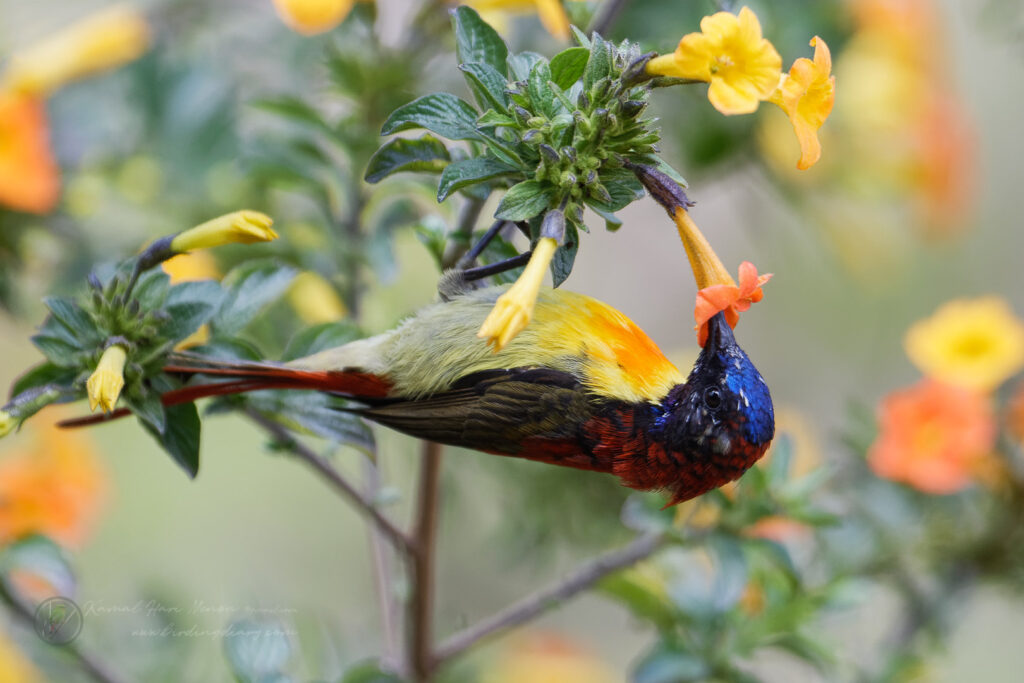 Fire-tailed Sunbird (Aethopyga ignicauda) (6)