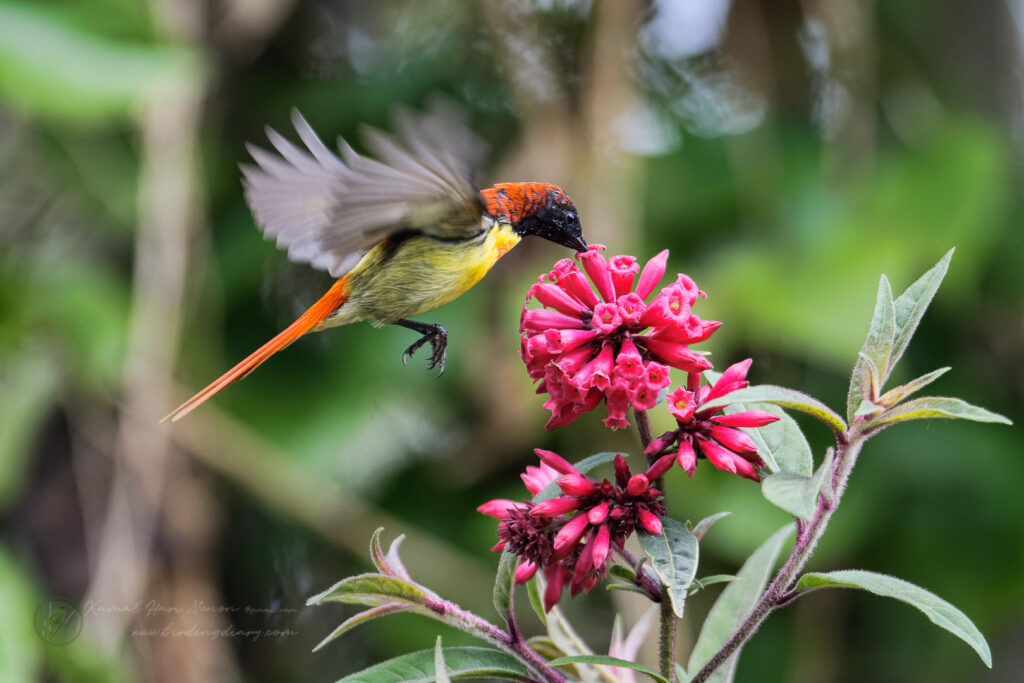 Fire-tailed Sunbird (Aethopyga ignicauda) (7)