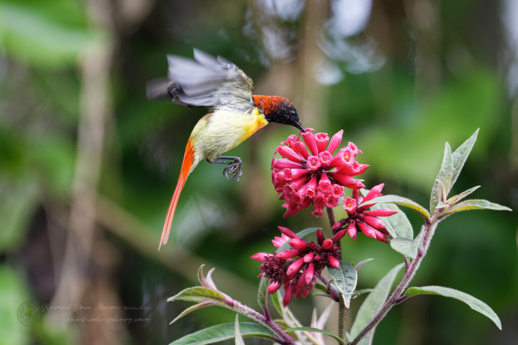 Fire-tailed Sunbird (Aethopyga ignicauda) (8)