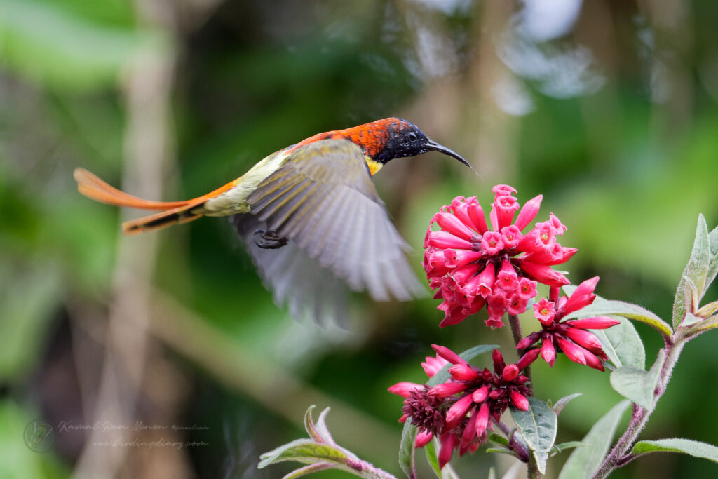 Fire-tailed Sunbird (Aethopyga ignicauda) (9)