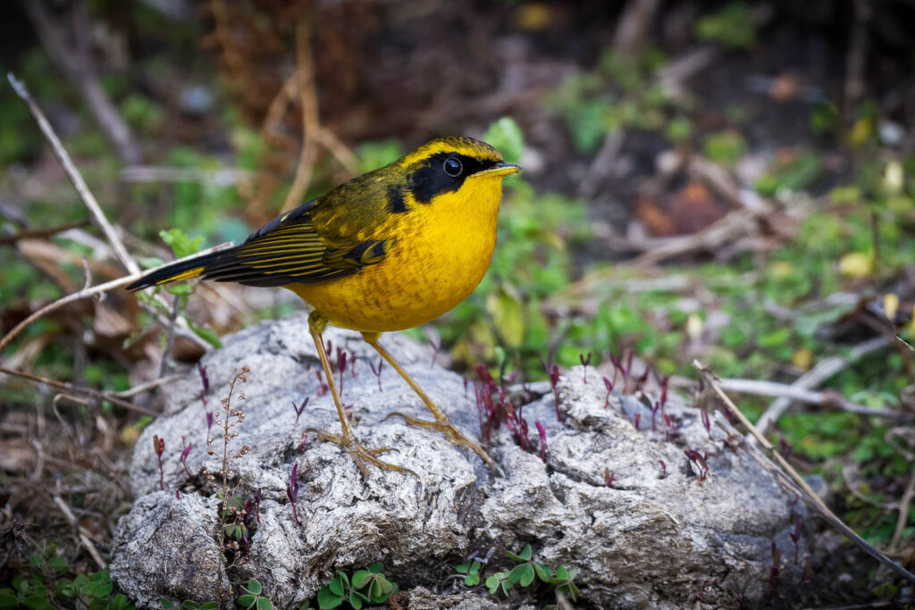 Golden Bush Robin (Tarsiger chrysaeus) (1)