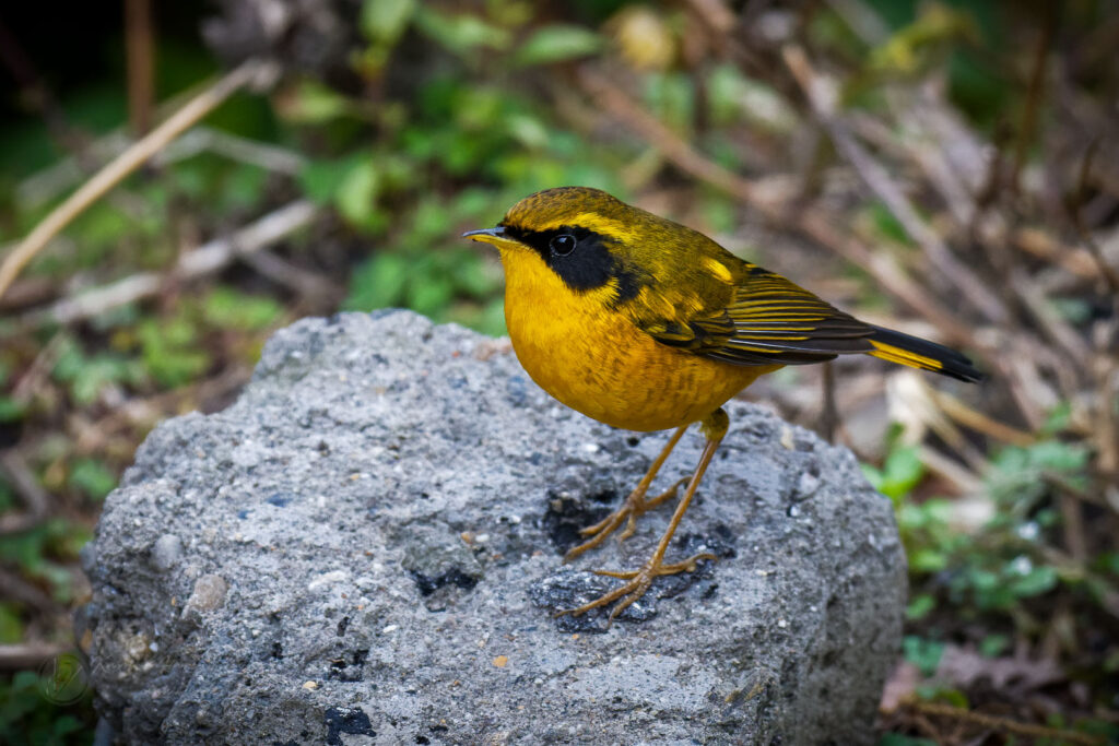 Golden Bush Robin (Tarsiger chrysaeus) (3)