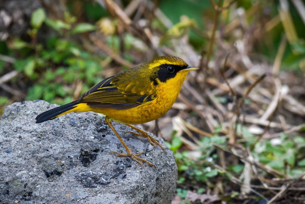 Golden Bush Robin (Tarsiger chrysaeus) (4)