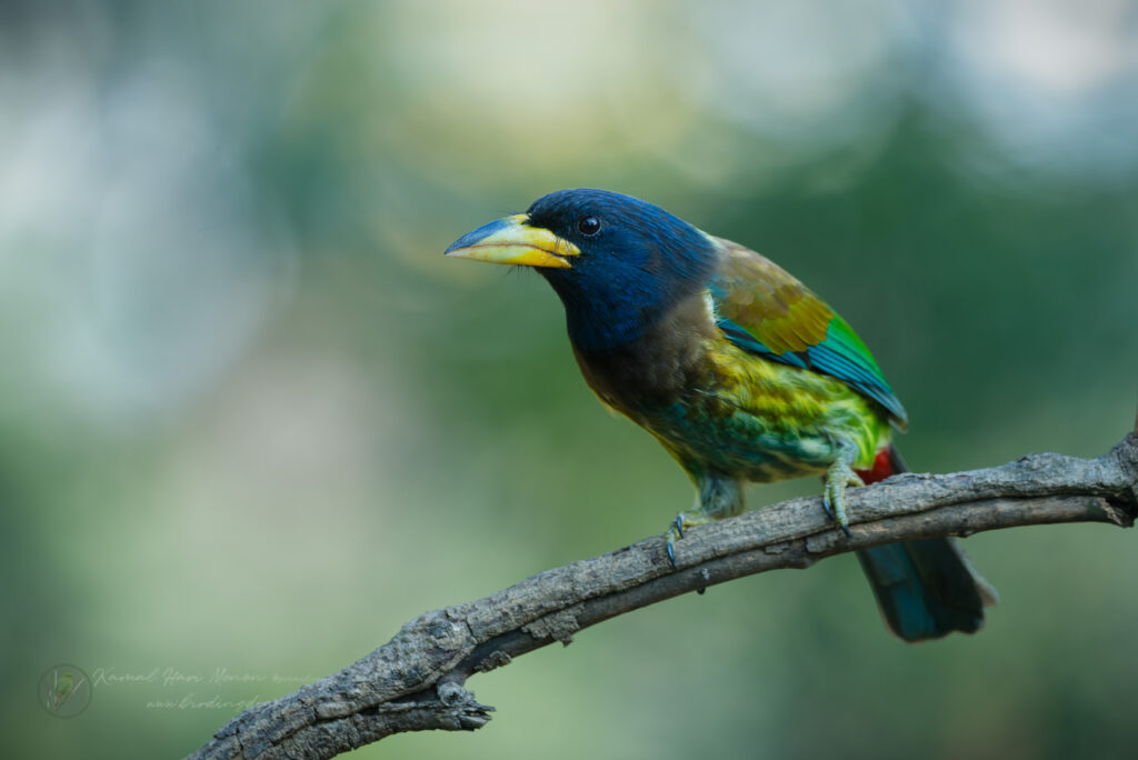 Great Barbet (Psilopogon virens) (1)