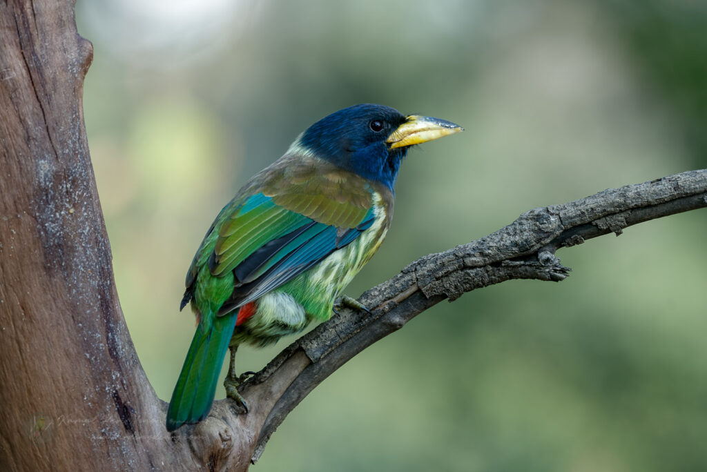 Great Barbet (Psilopogon virens) (2)