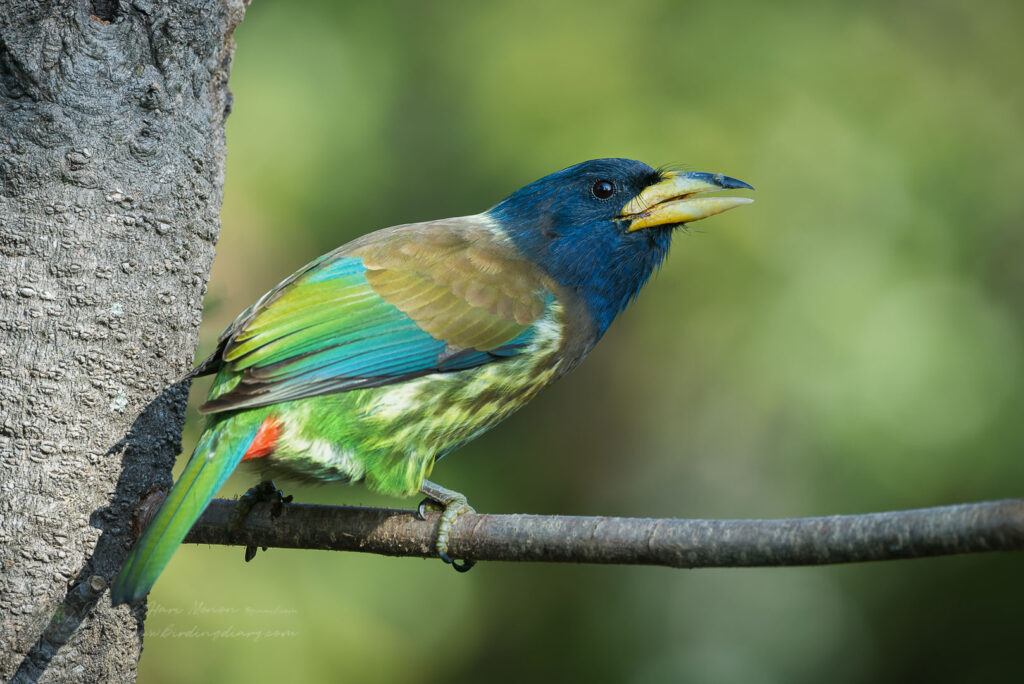 Great Barbet (Psilopogon virens) (3)