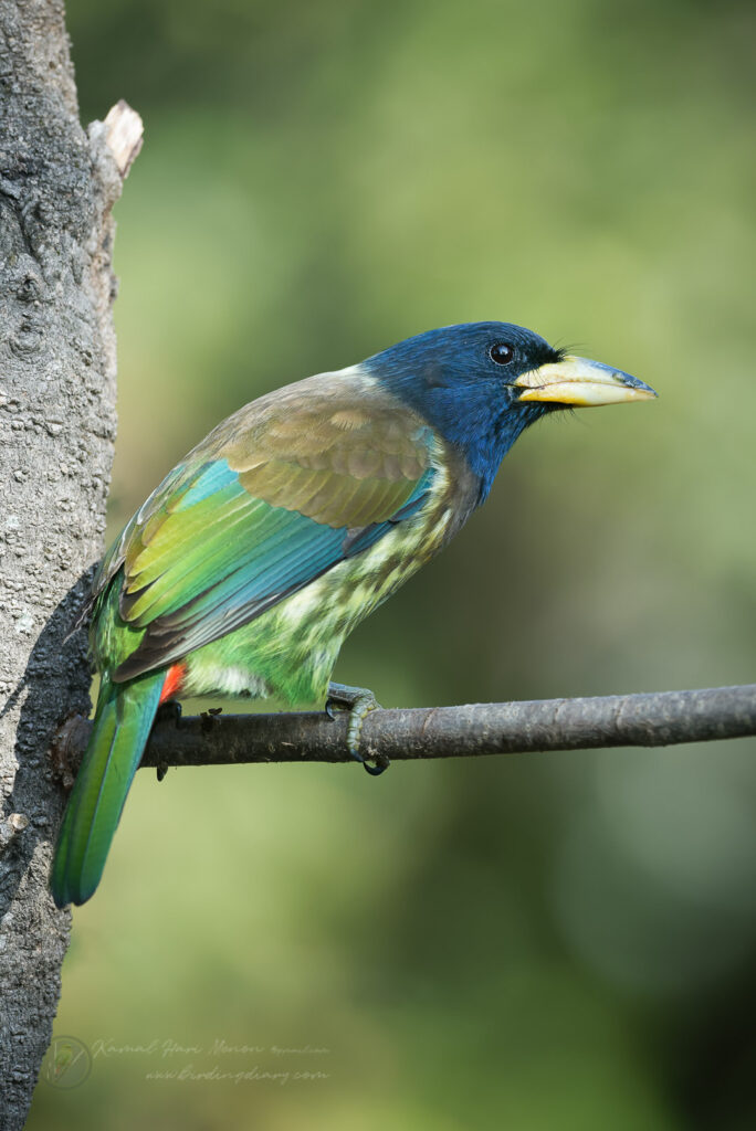 Great Barbet (Psilopogon virens) (4)