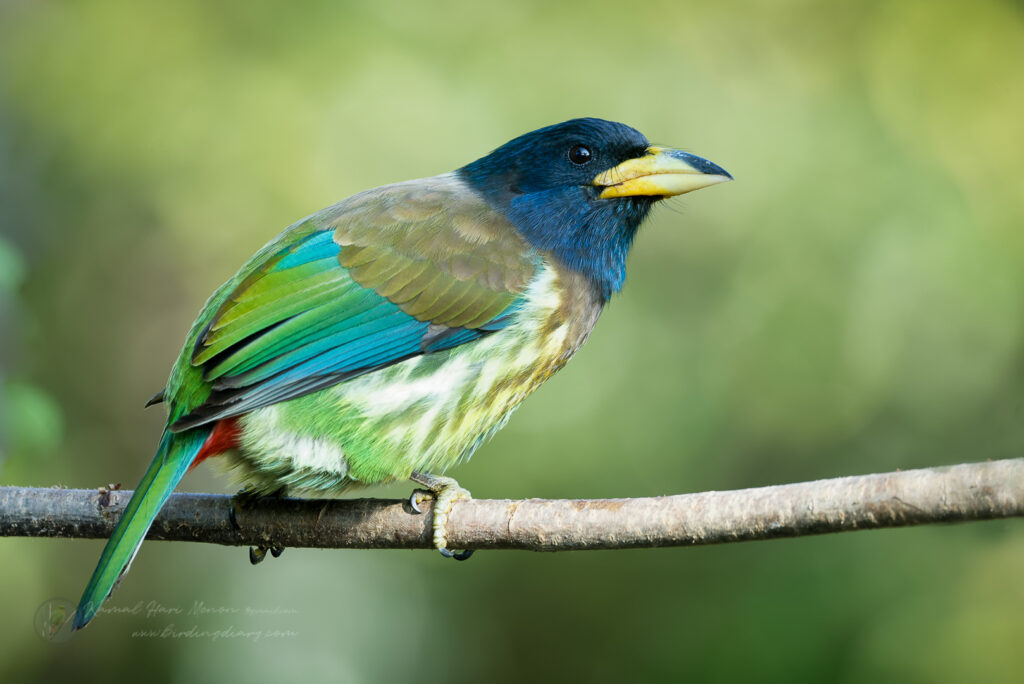 Great Barbet (Psilopogon virens) (5)