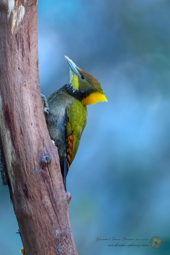 Greater Yellownape (Chrysophlegma flavinucha)