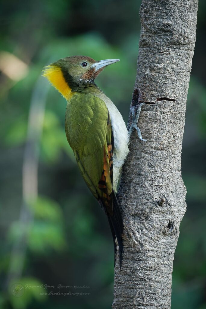 Greater Yellownape (Chrysophlegma flavinucha)01