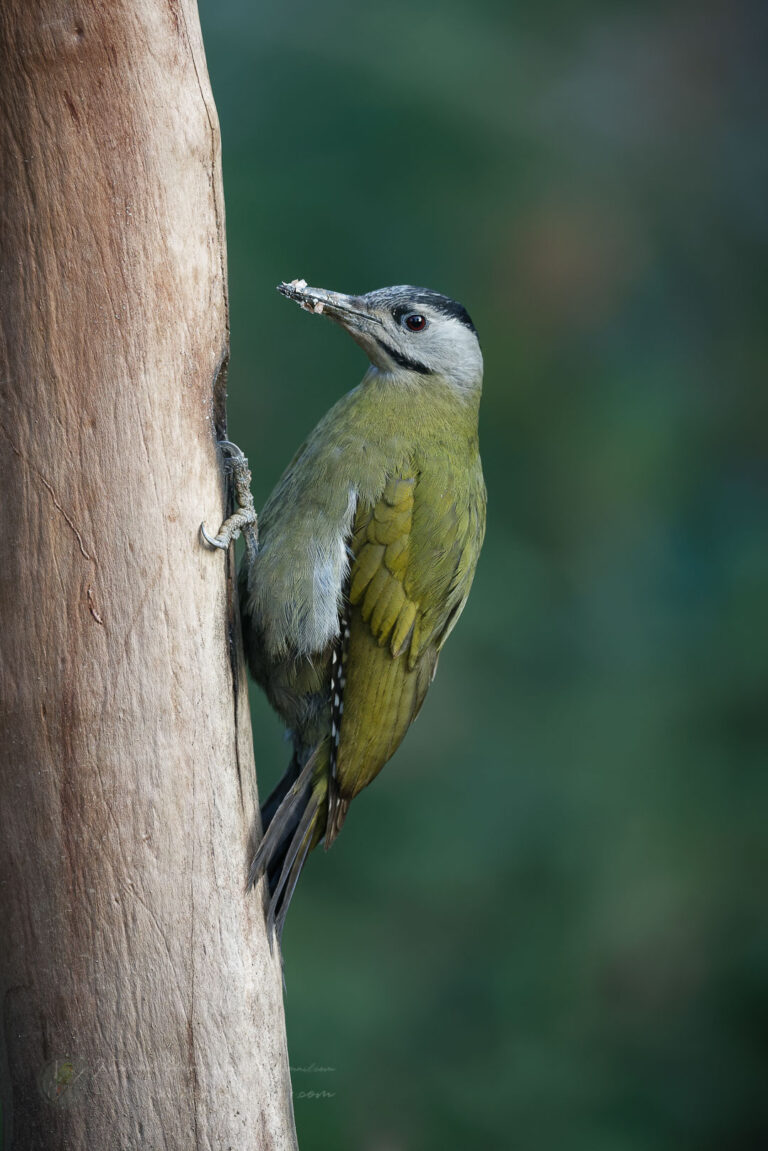 Grey-headed Woodpecker (Picus canus)-01