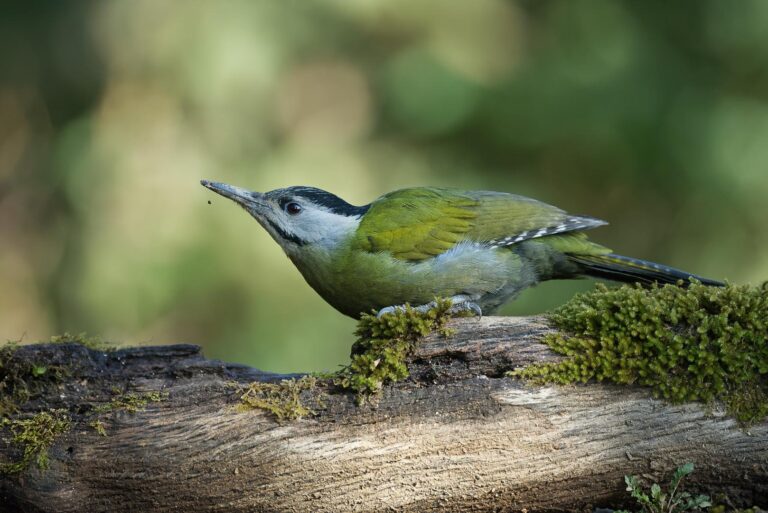 Grey-headed Woodpecker (Picus canus)-02 (1)