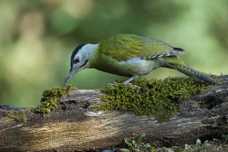 Grey-headed Woodpecker (Picus canus)-02 (2)