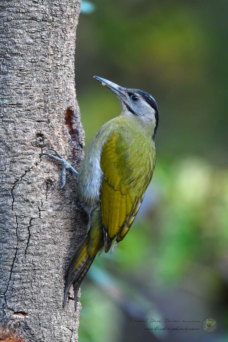 Grey-headed Woodpecker (Picus canus)