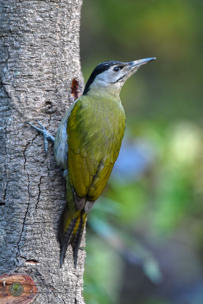 Grey-headed Woodpecker (Picus canus)01