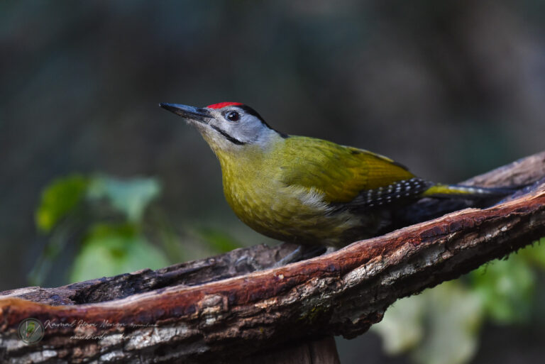 Grey-headed Woodpecker (Picus canus)02