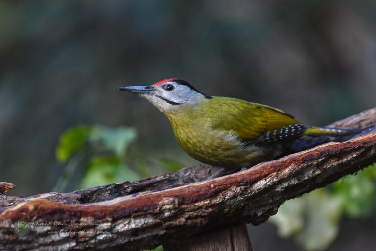 Grey-headed Woodpecker (Picus canus)03