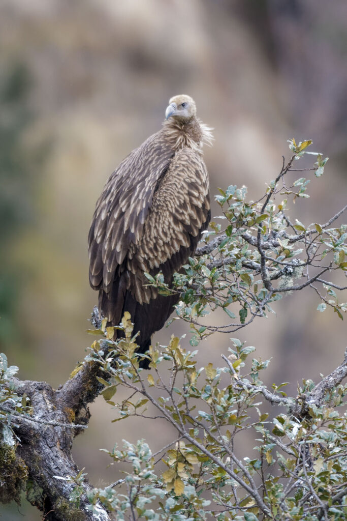 Himalayan Griffon (Himalayan Vulture) (1)