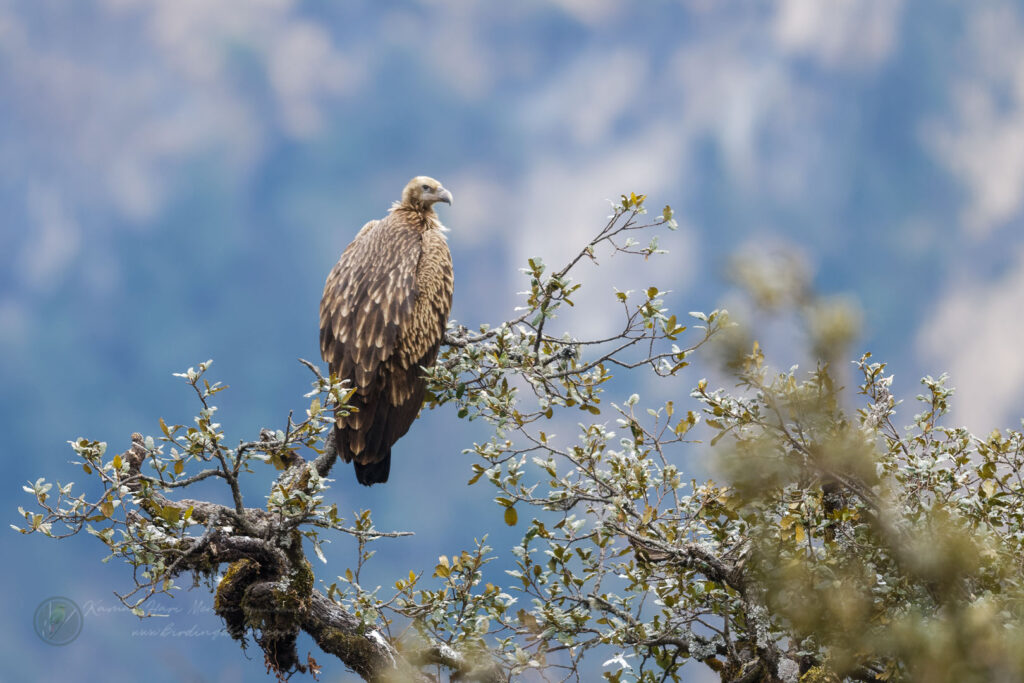 Himalayan Griffon (Himalayan Vulture) (2)