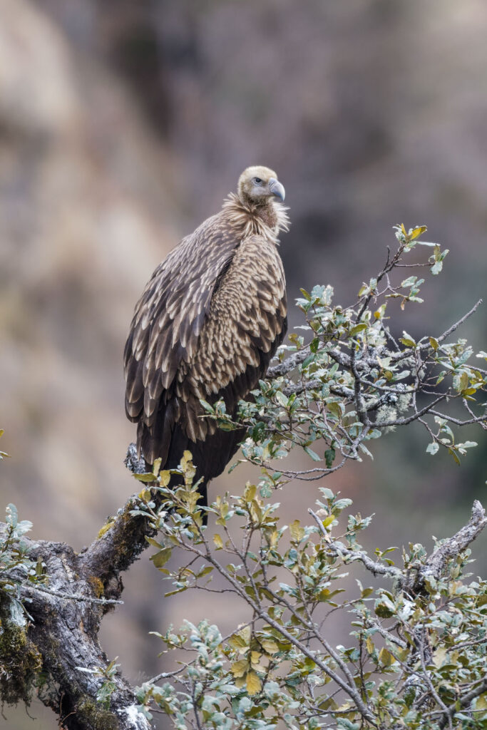 Himalayan Griffon (Himalayan Vulture) (3)