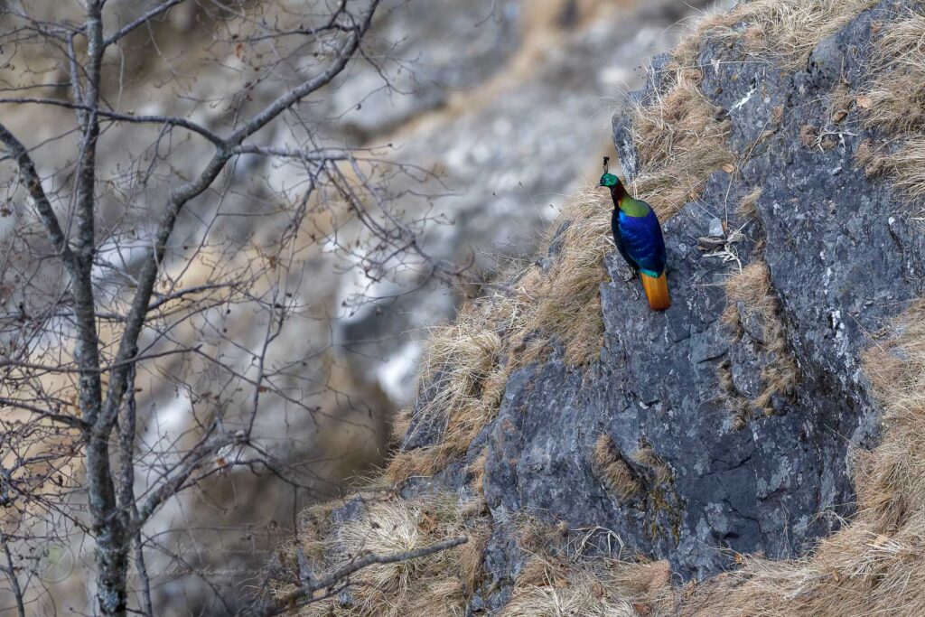 Himalayan Monal (Lophophorus impejanus) 01