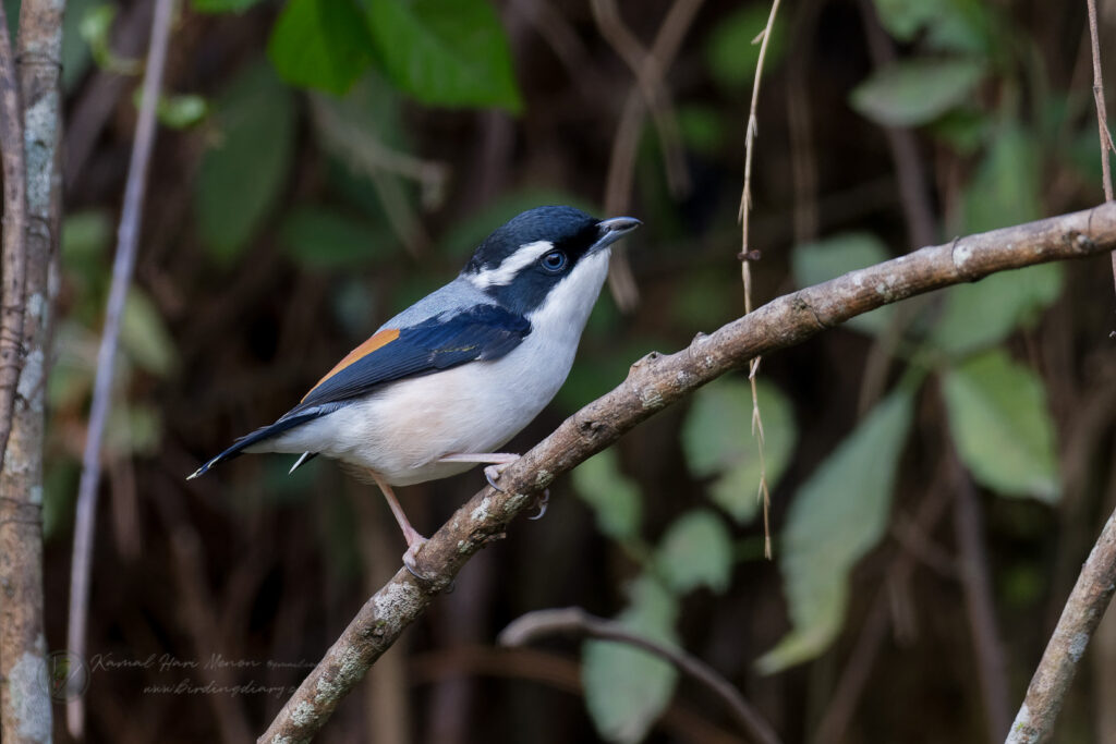 Himalayan Shrike-babbler (Pteruthius ripleyi) (1)