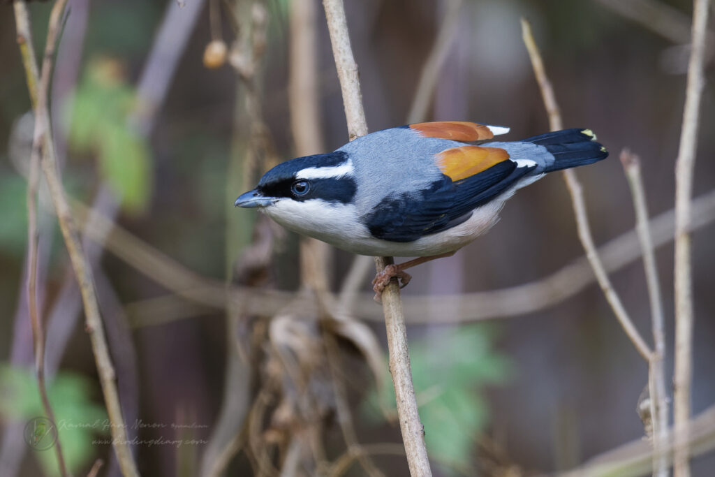 Himalayan Shrike-babbler (Pteruthius ripleyi)