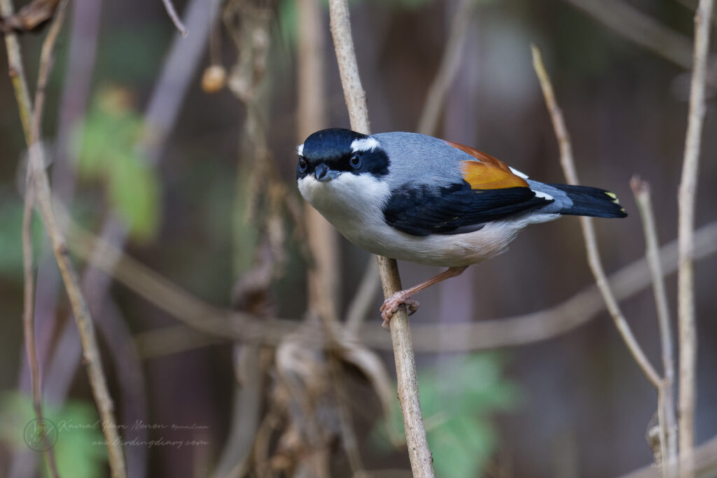 Himalayan Shrike-babbler (Pteruthius ripleyi) (3)