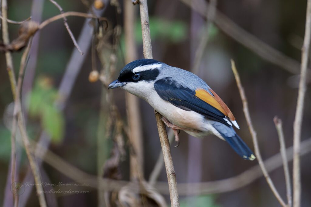 Himalayan Shrike-babbler (Pteruthius ripleyi) (4)