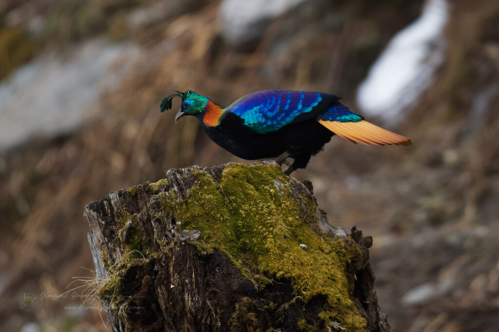 Himalayan monal (Lophophorus impejanus)(02)