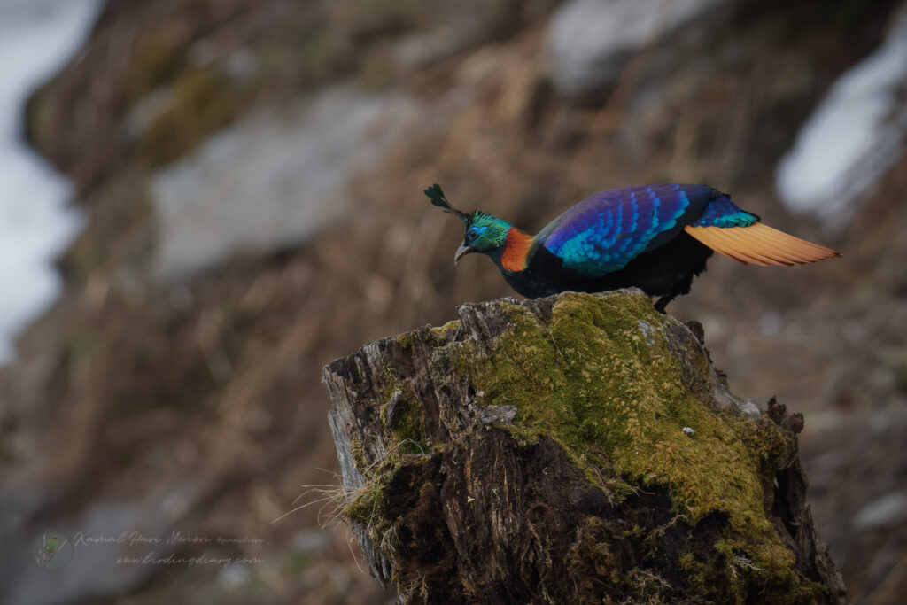 Himalayan monal (Lophophorus impejanus)(3)