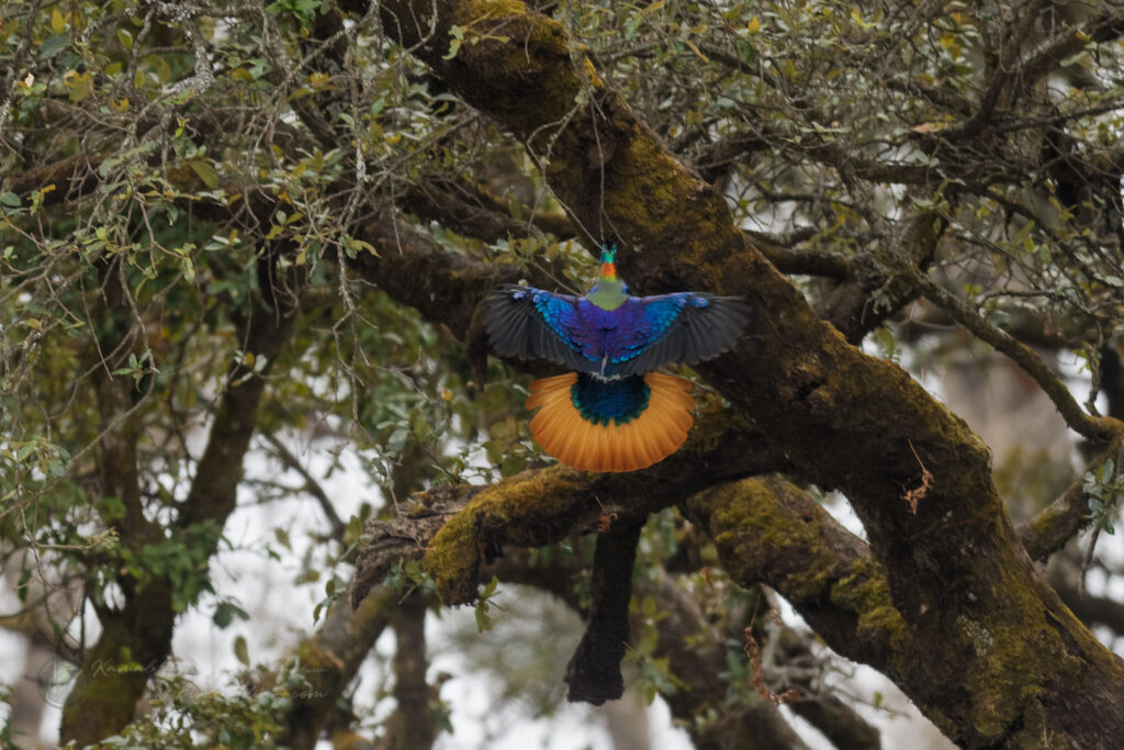 Himalayan monal (Lophophorus impejanus)(4)