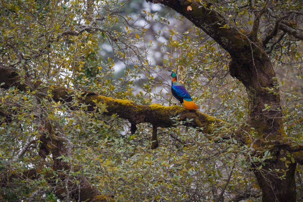 Himalayan monal (Lophophorus impejanus)(5)