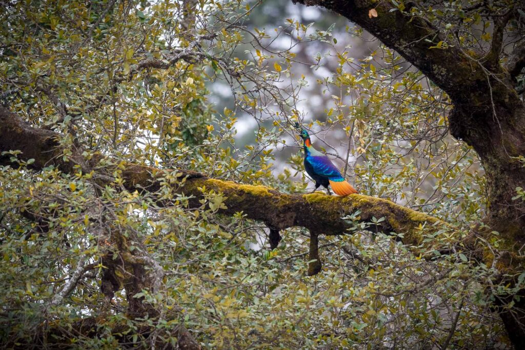 Himalayan monal (Lophophorus impejanus)(6)