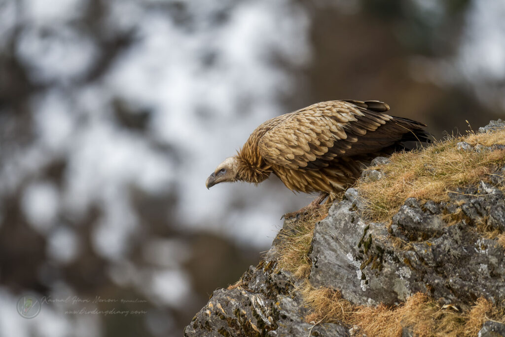 Himalayan vulture (Gyps himalayensis) (1)