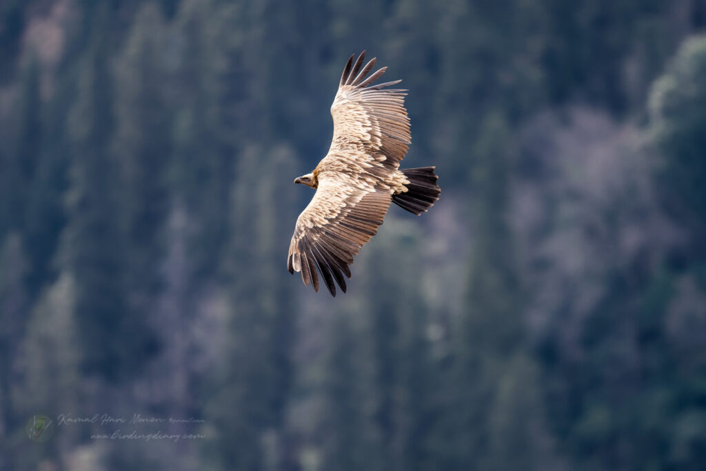 Himalayan vulture (Gyps himalayensis) (2)