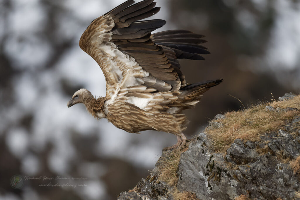 Himalayan vulture (Gyps himalayensis) (3)