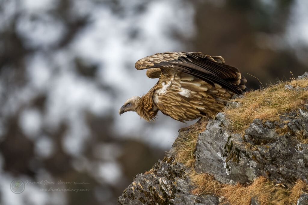 Himalayan vulture (Gyps himalayensis) (4)